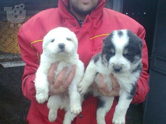 Ποιμενικός Κεντρικής Ασίας – 380 euro